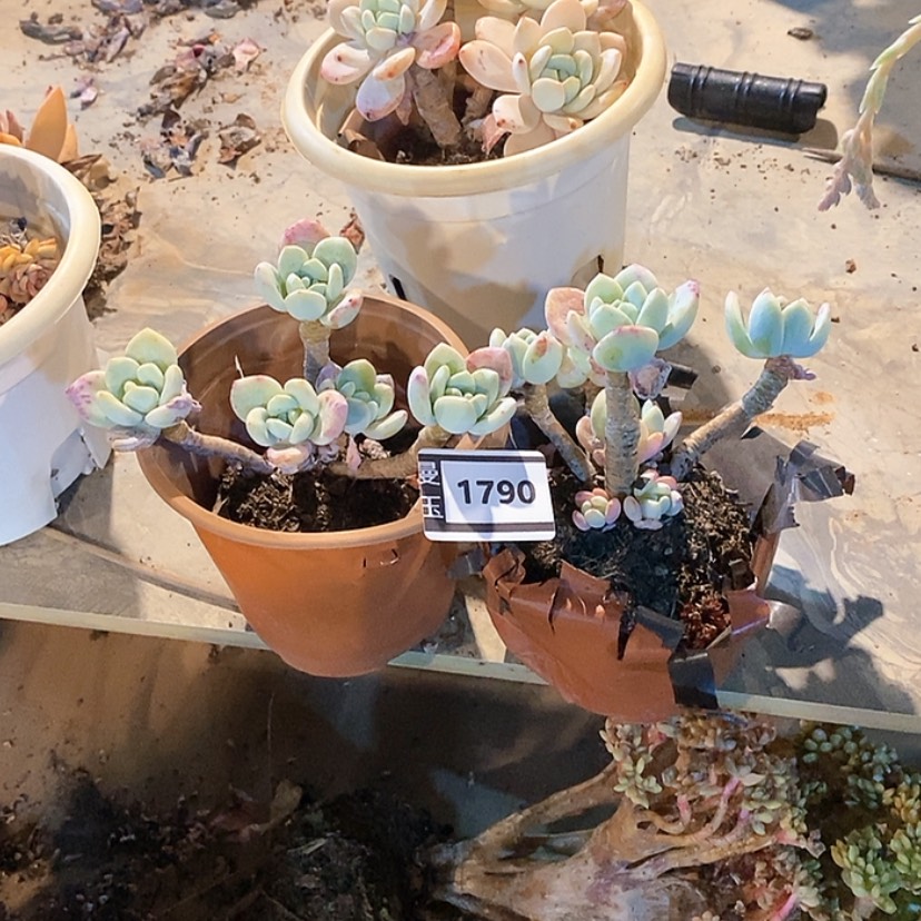 【闪购商品】派**·冷香两盆1790