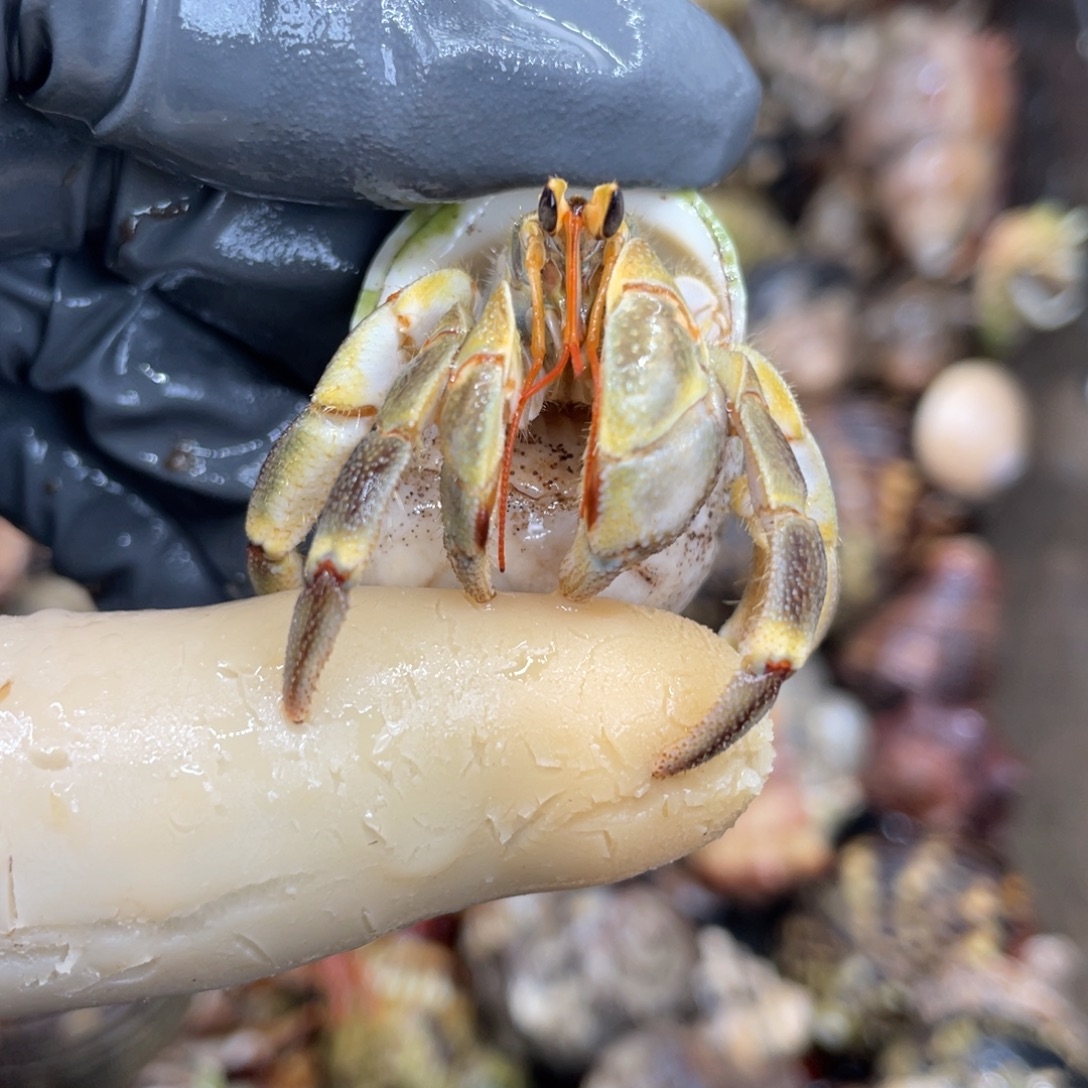 不退不换活体宠物153