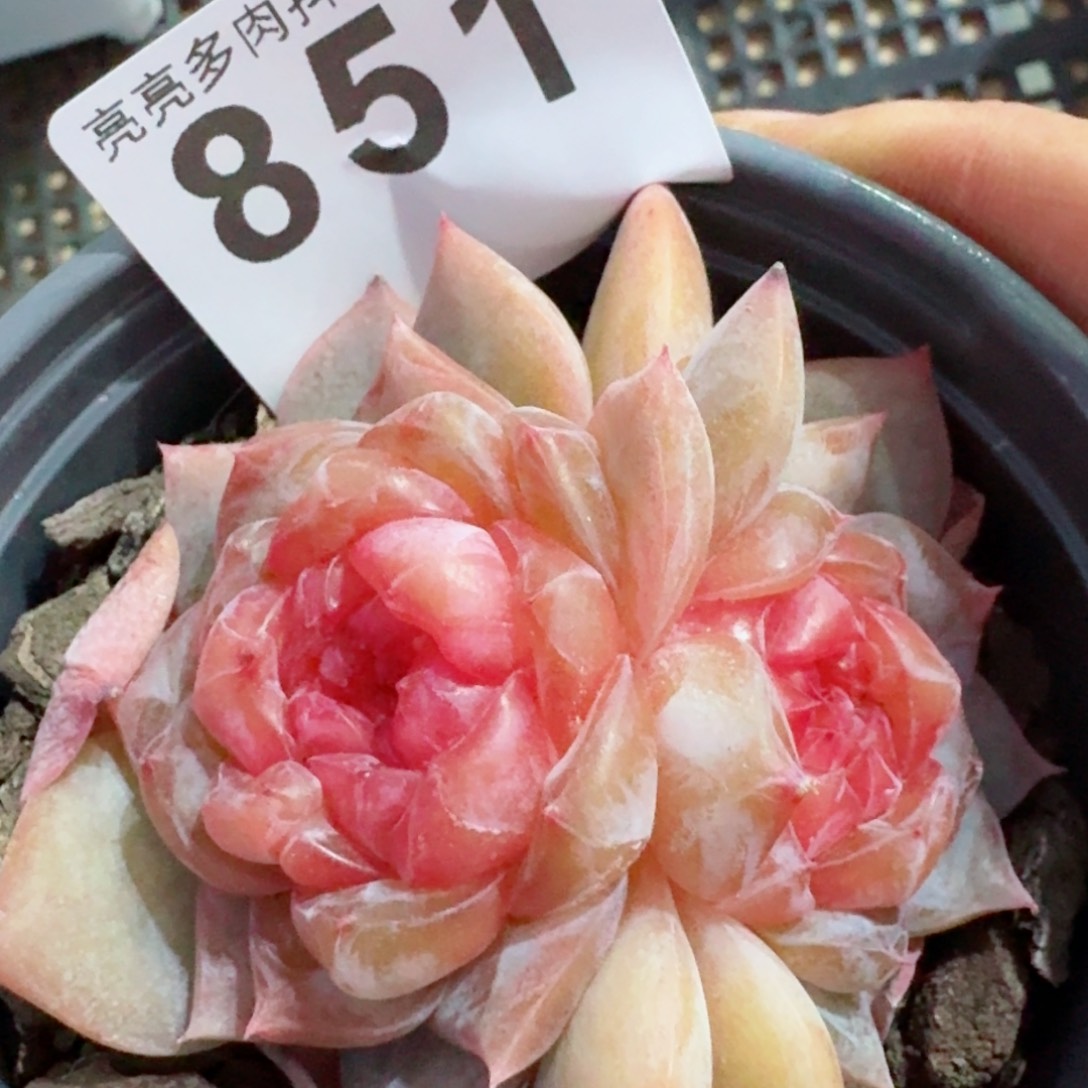 母本珍妮红芯         精品多肉