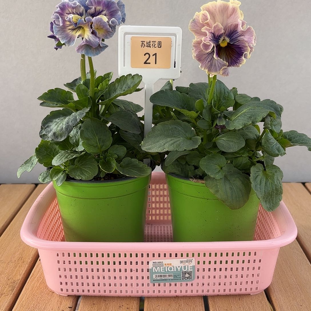 大部分开放少量花苞21