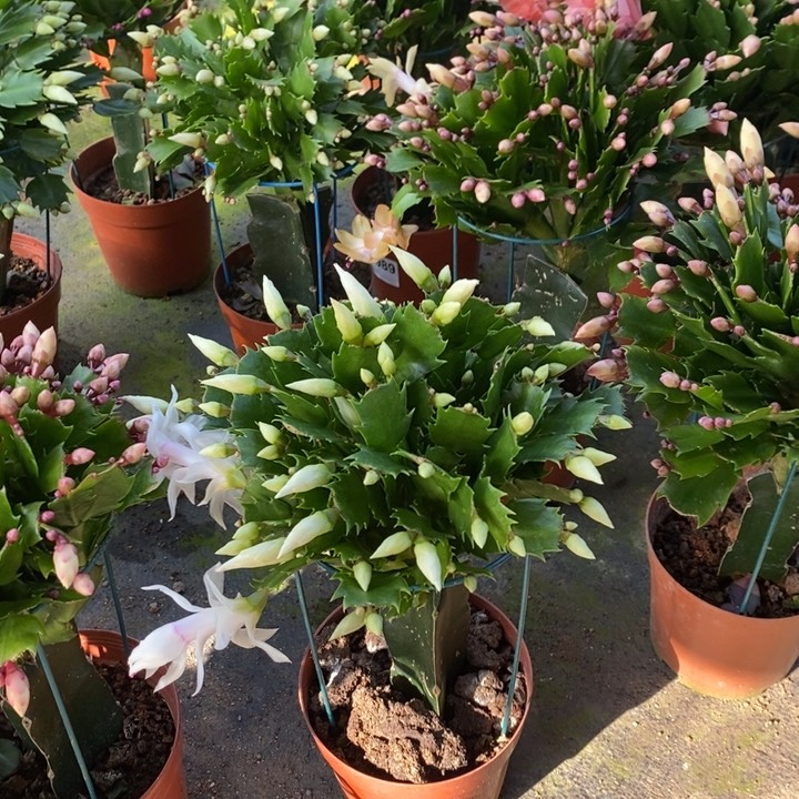 大部分花苞少量开放343嫁接白色