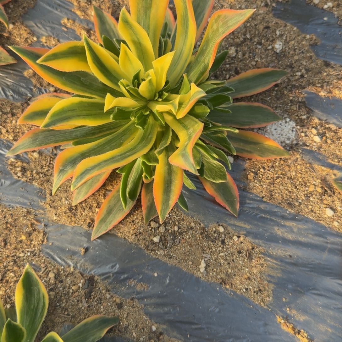 L***p280枫叶到秋。多肉植物