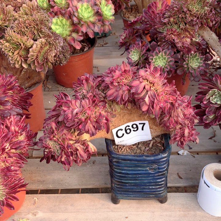 697倾城缀多肉法师