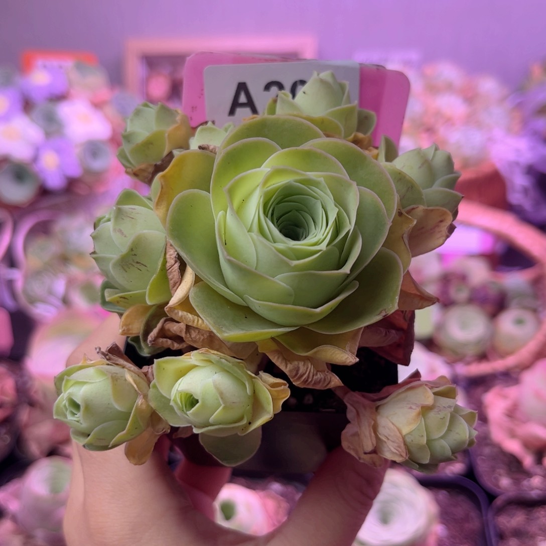 7方盆姝帕手捧花A208