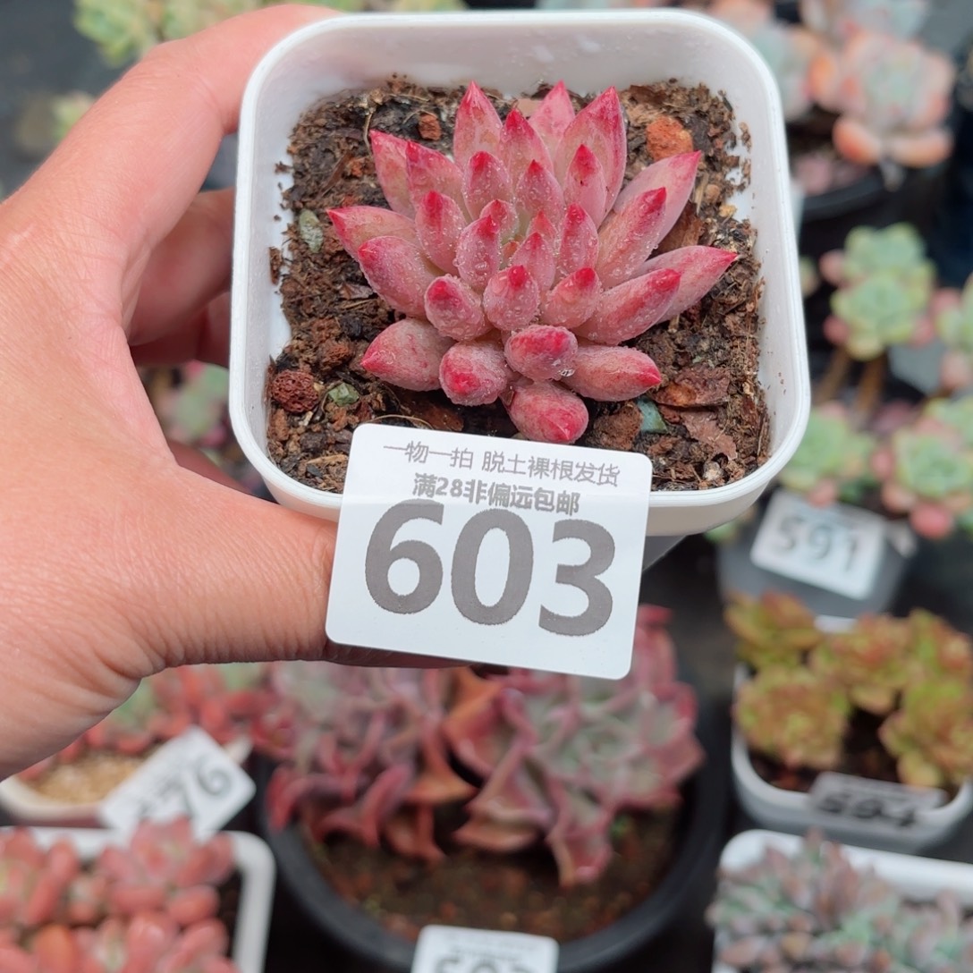 金鱼姬单头无盆土发货