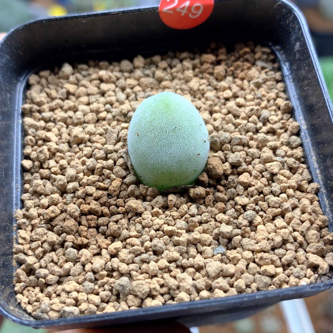 宝辉玉肉锥带盆多肉1.3cm