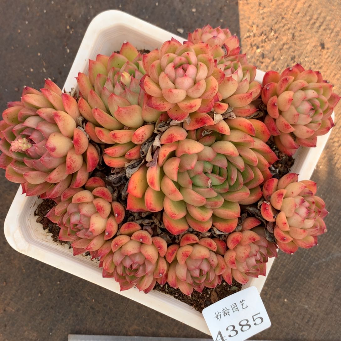 4385杂交精品基地16厘米