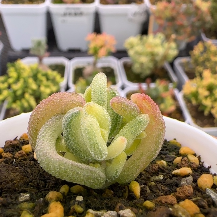 降***澪148-双色超白植物枝干