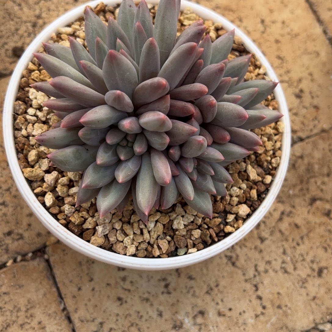 青***茶我也要努力去实现