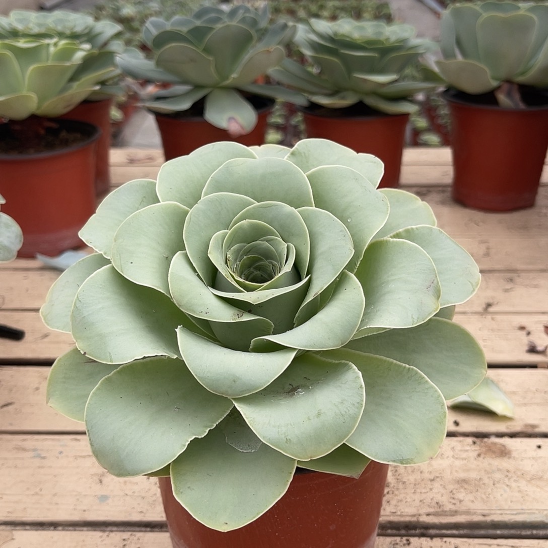 山地玫瑰14cm带盆带土发货一颗