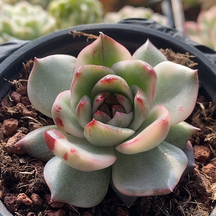 石榴籽黑玫瑰东云锦