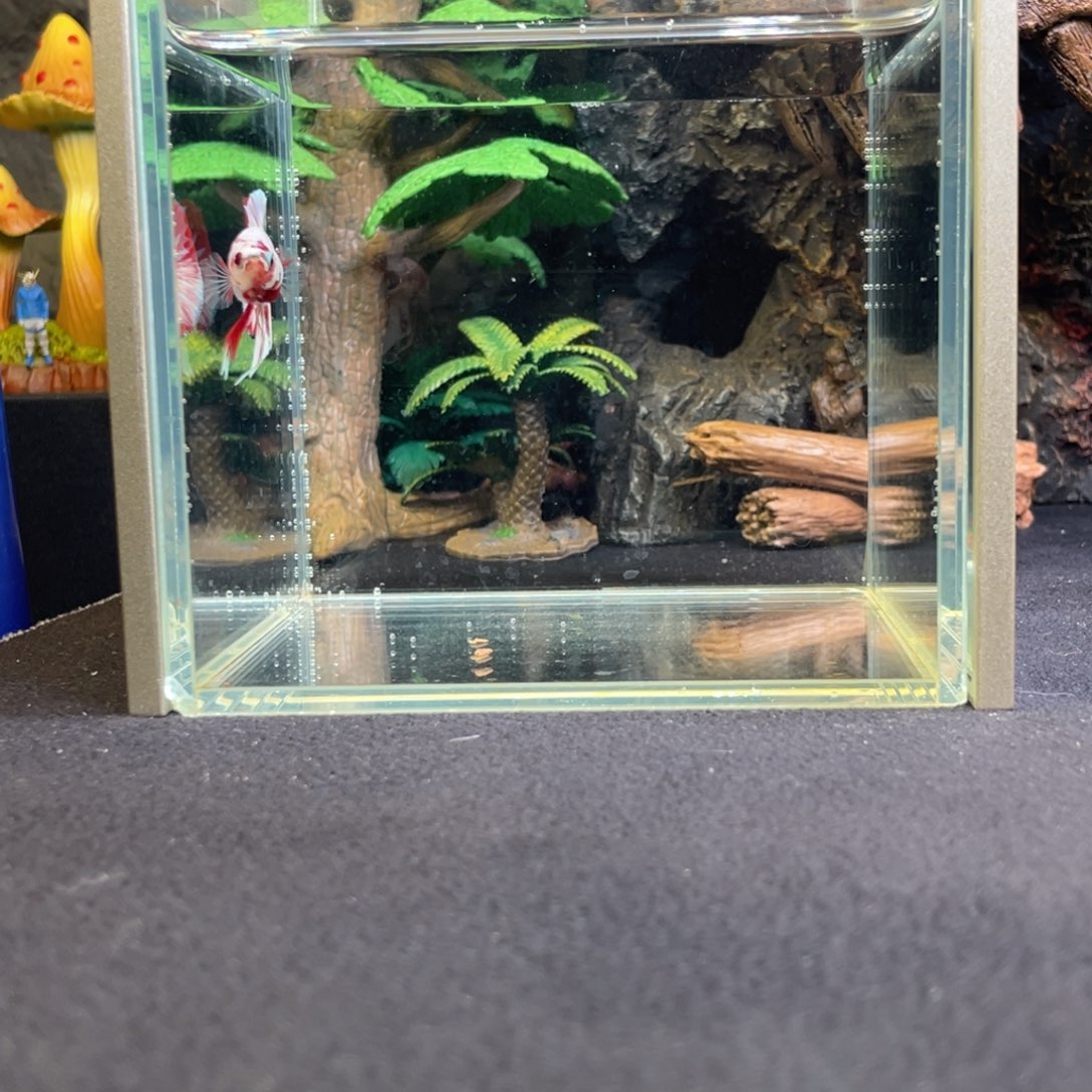 斗鱼十二月三日竞价