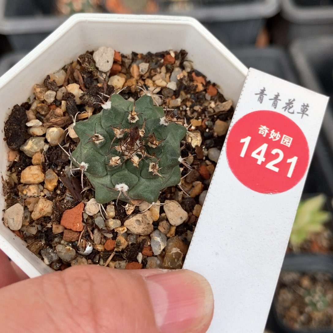 实生安吉球娇丽2.9cm根部有疤