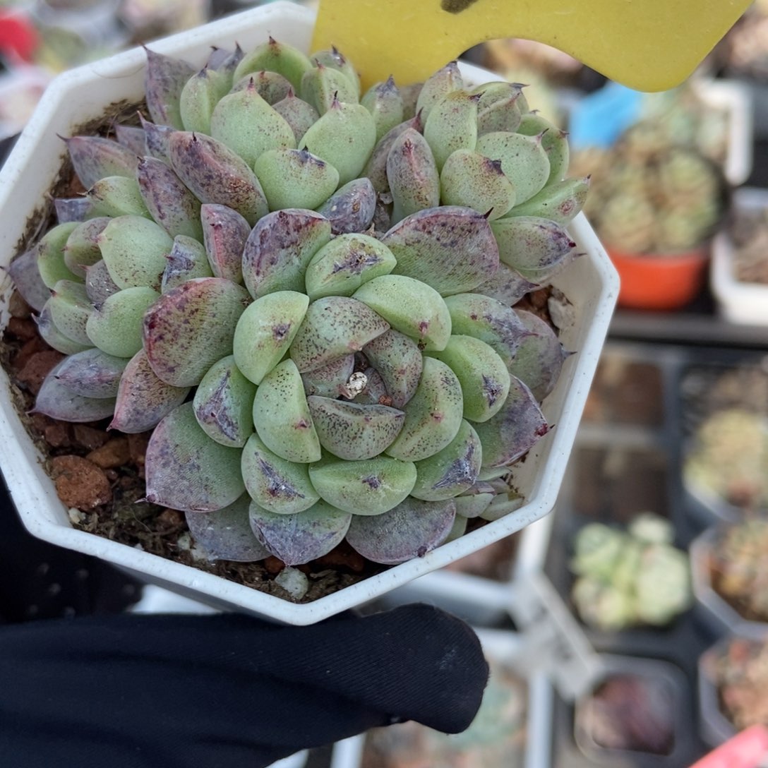14赤水晶多肉植物
