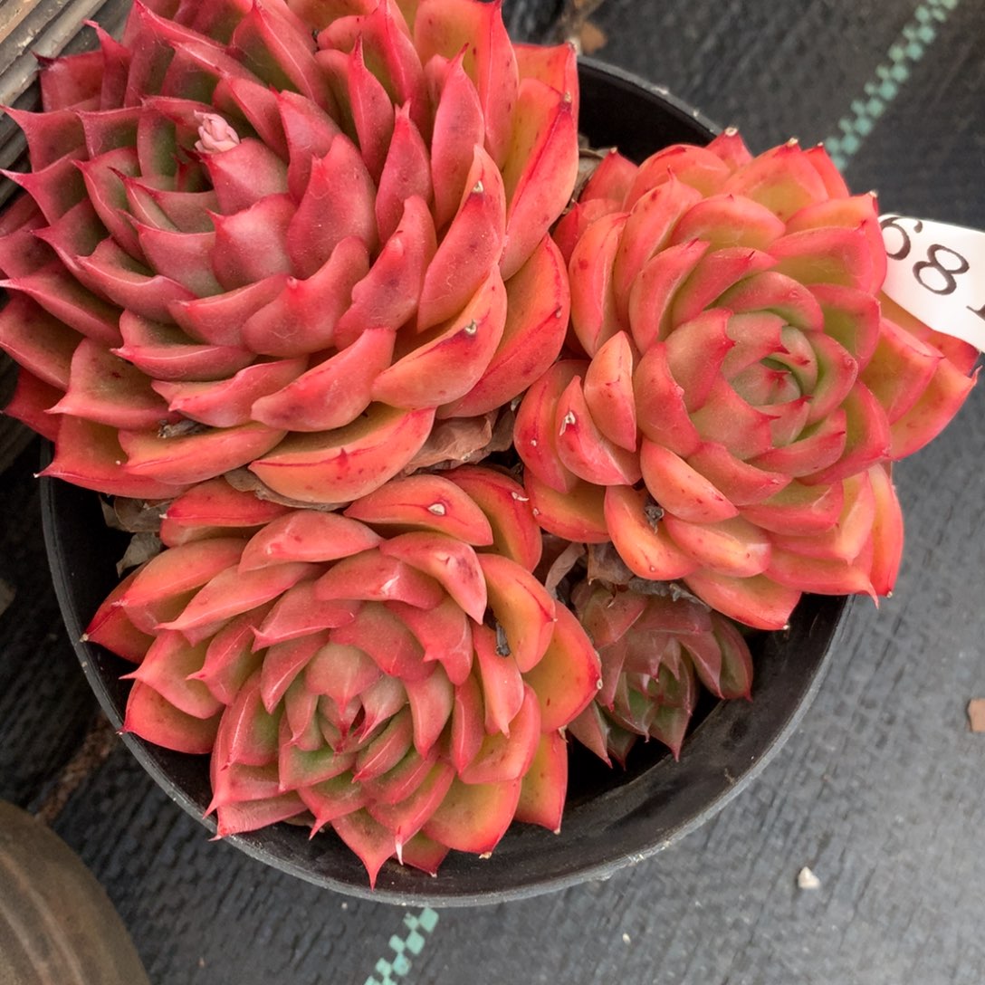 6817杂交精品基地11厘米