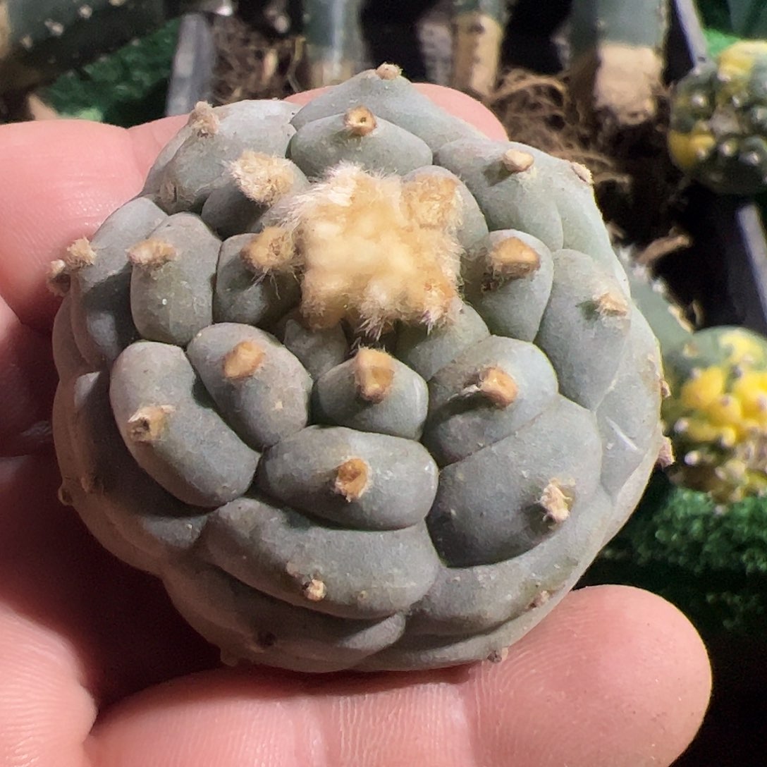 大尤仙头刚出根617