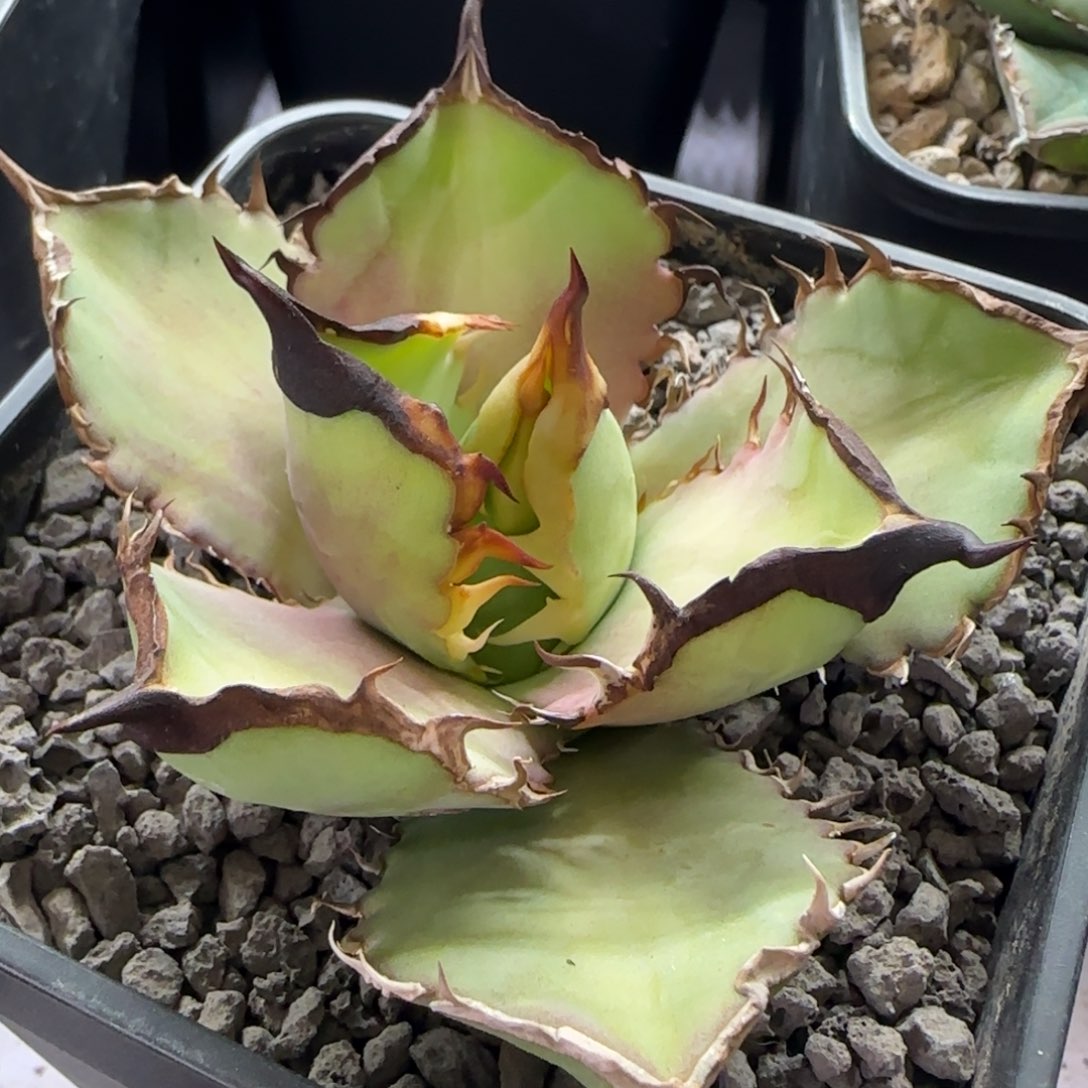 实生1号啦啦啦啦啦啦