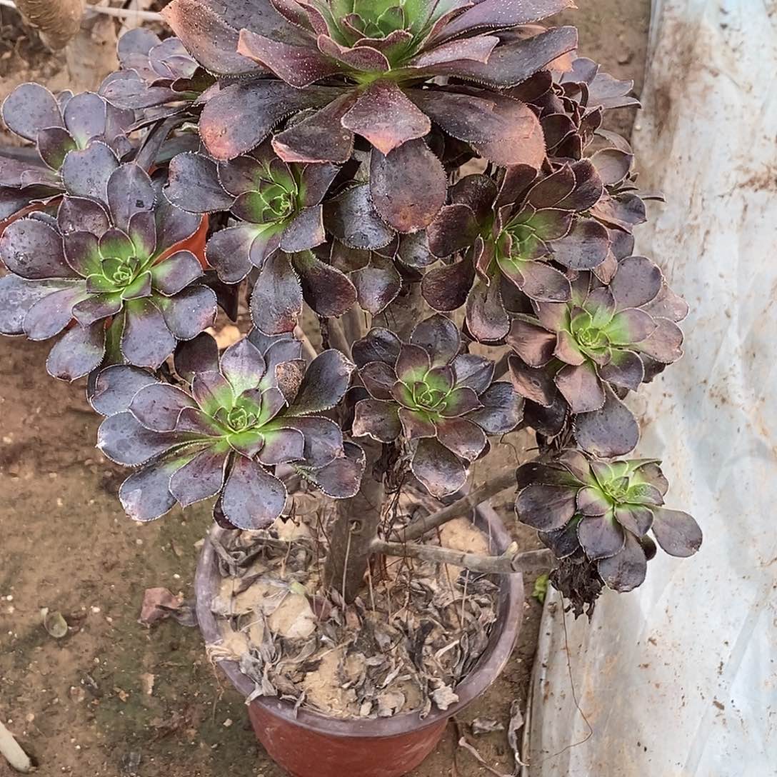 448 多肉植物不包断枝包邮