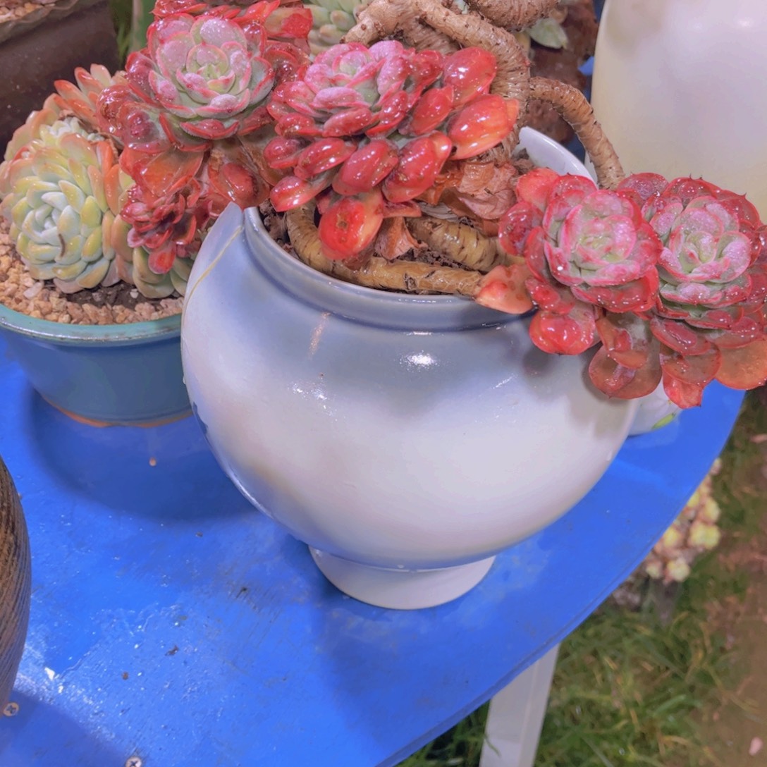 M***儿多肉植物保护研究所所长的