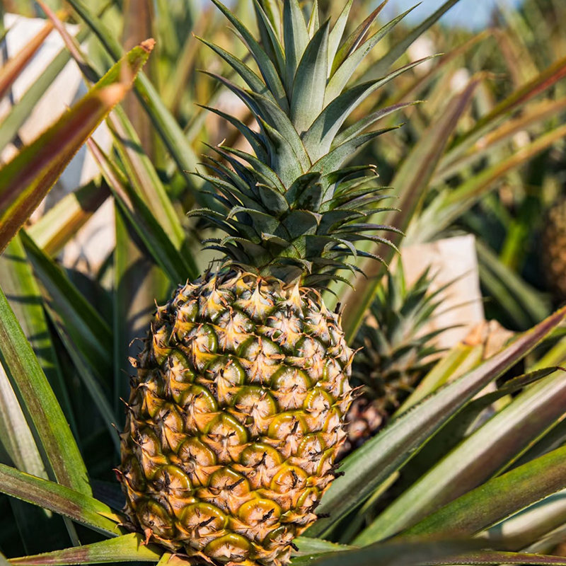 【普通装】海南金钻凤梨现摘现发应季水果老少皆宜坏果包赔c0