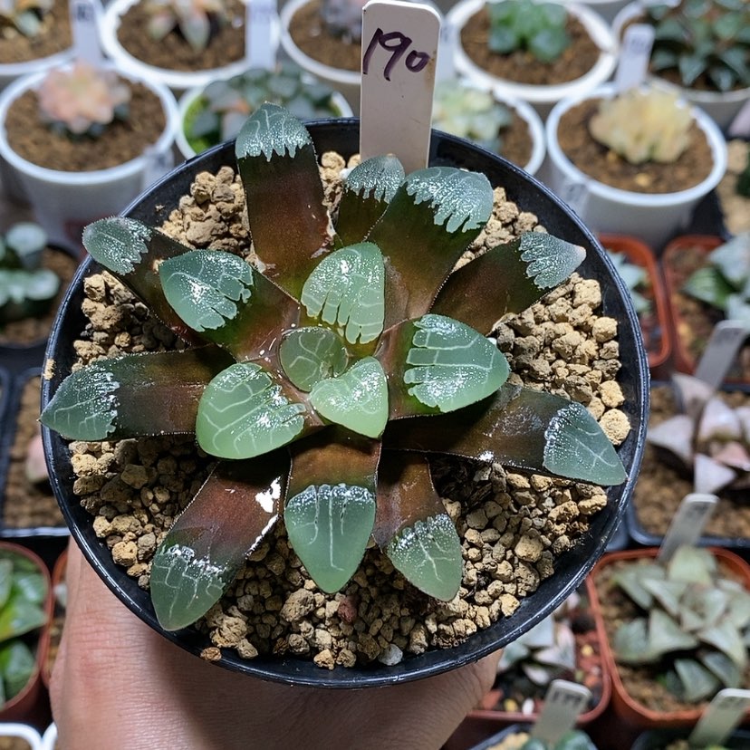 【闪购商品】190实生