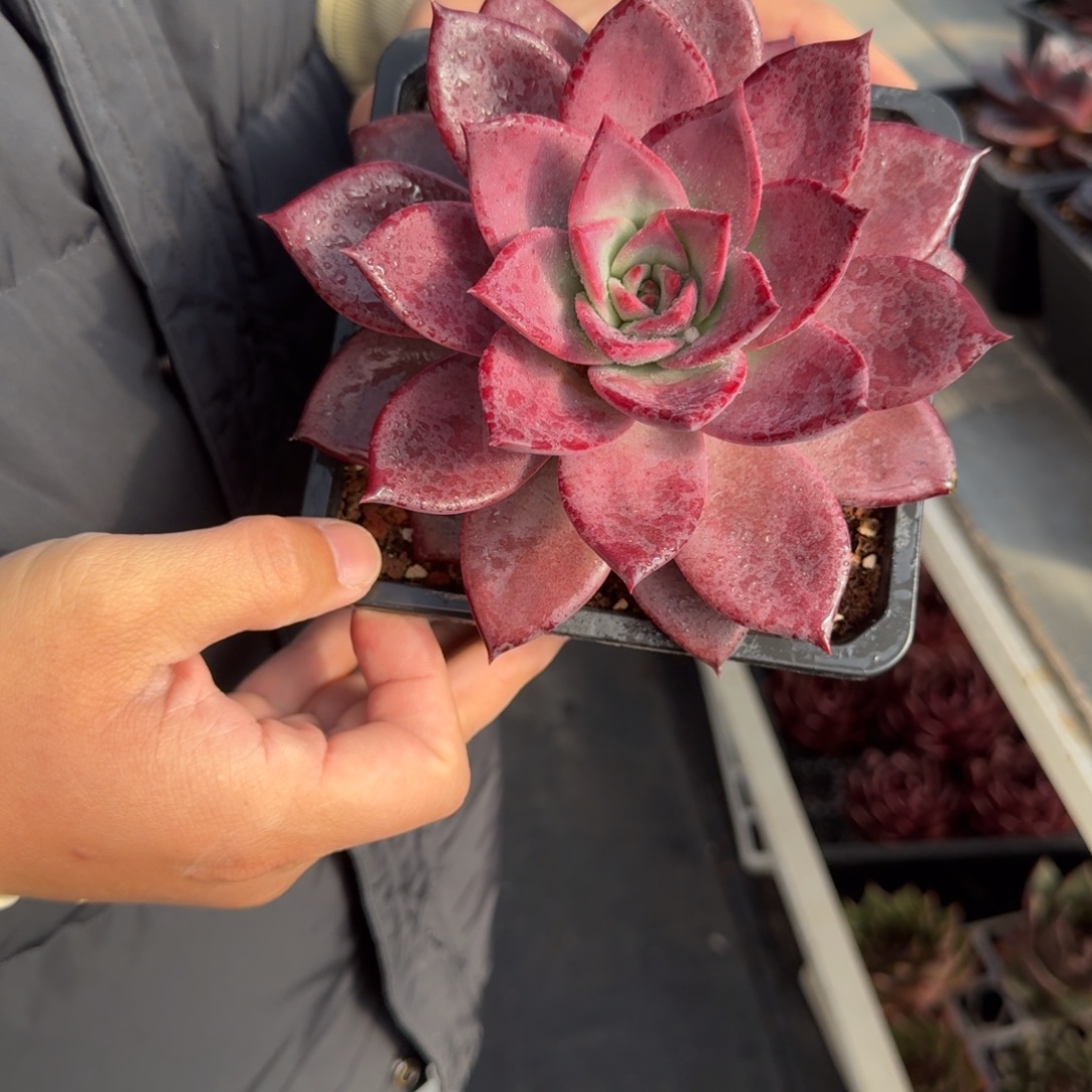 从前慢花园多肉编号-胭脂蔻