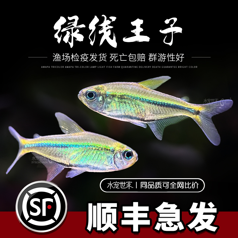 直播优惠绿线王子灯鱼玻璃霓虹灯鱼观赏鱼淡水草缸群游活体