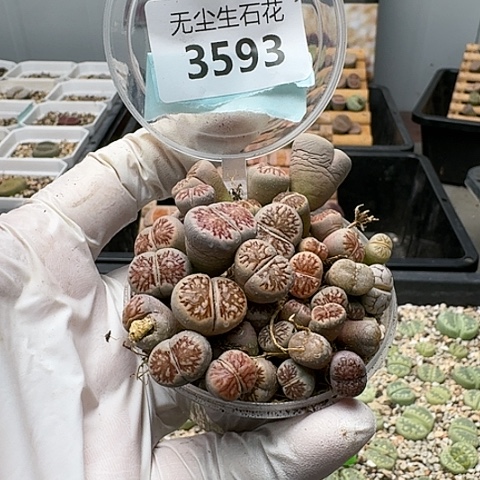 3593，菊化石切糕特价