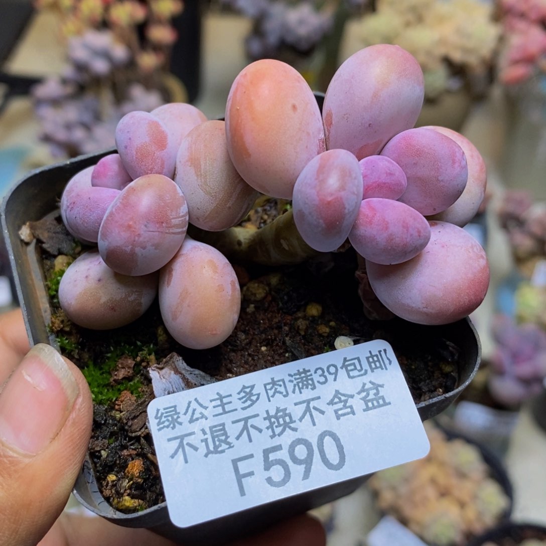 590蛋黄奶多肉6c m