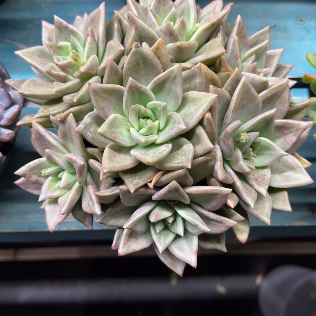 黄金表丽娜7头，发货点延迟