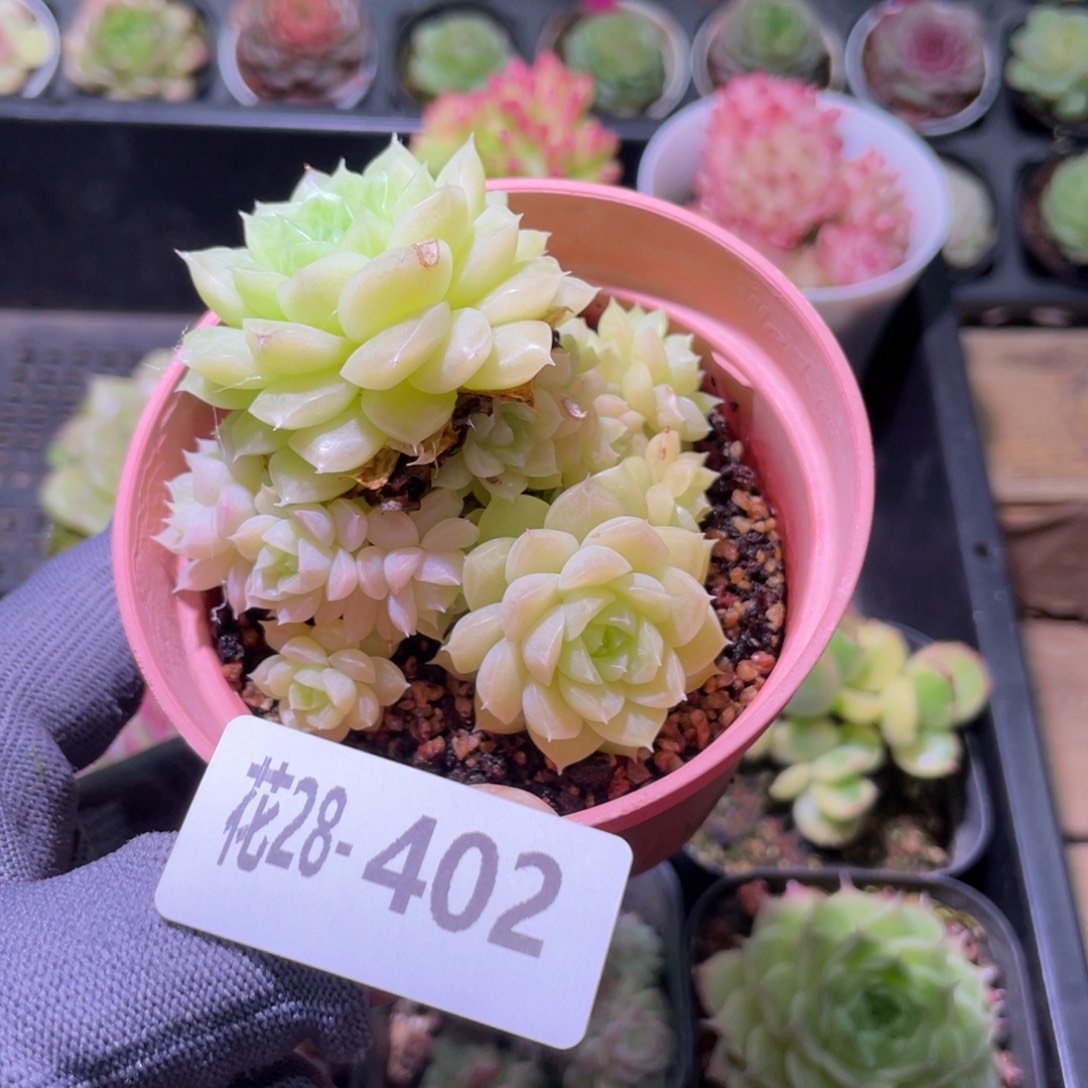 花利美28-402麦秆群