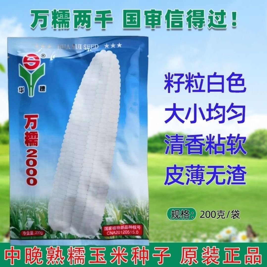 万糯2000甜糯玉米种子中熟大棒高产白糯玉米种籽