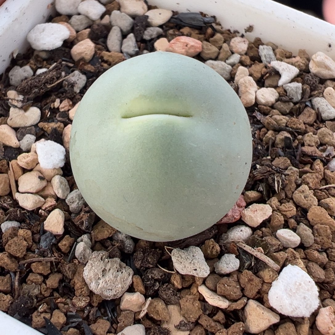 061多肉植物种类多样