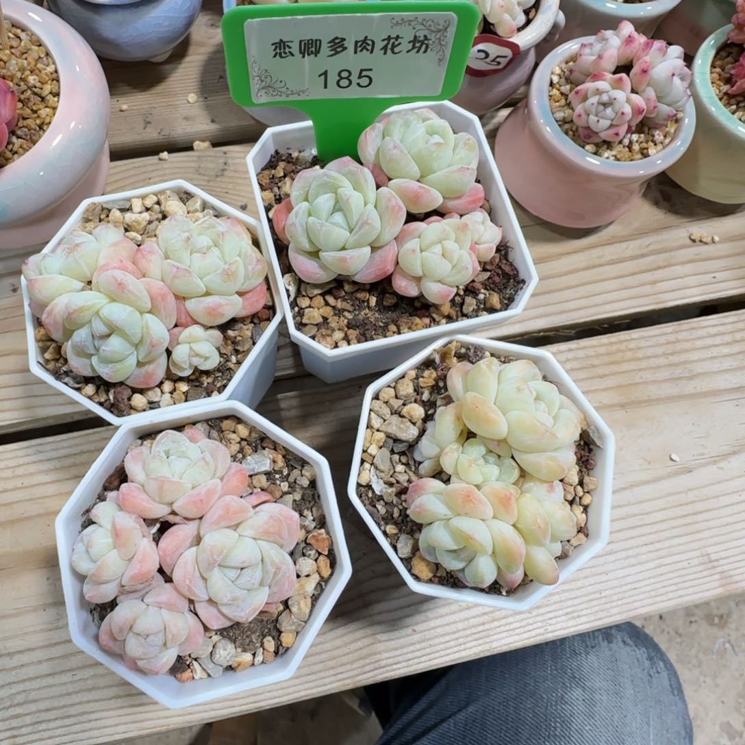 185冰玉组合带盆土发货