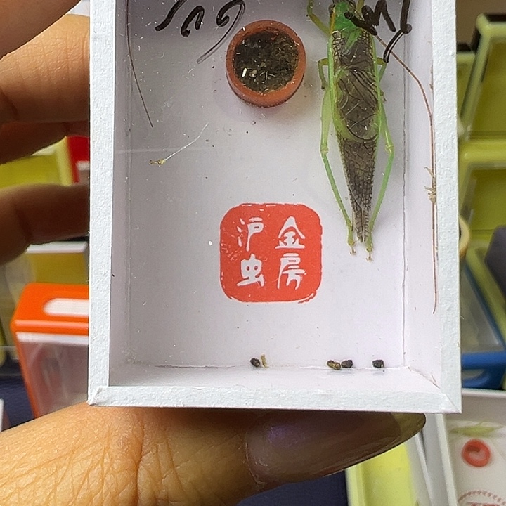 金***子蟋蟀哈哈哈哈哈哈哈哈哈哈