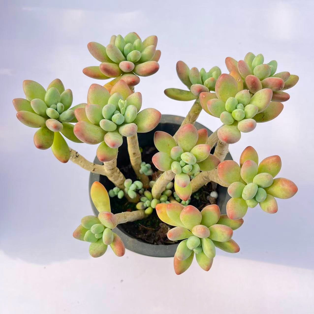 苹果奶老桩多肉植物新手推荐好养绿植盆栽客厅阳台室内脱土裸根发