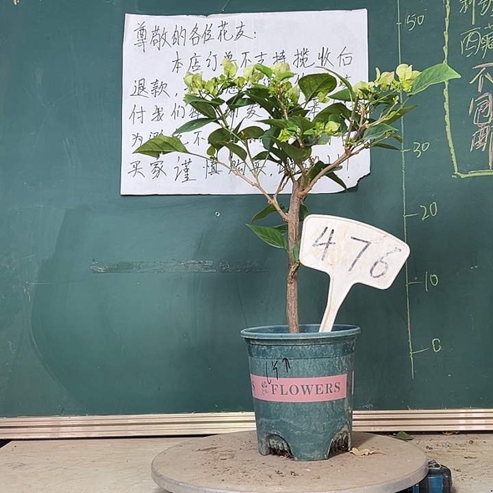 当前无花栽培后可以开花绿樱476