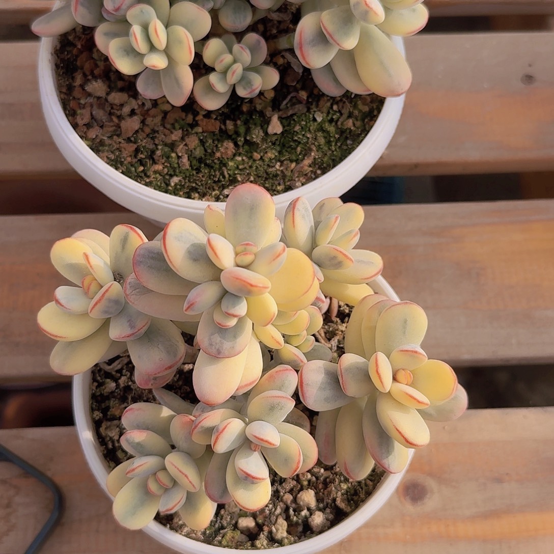 福娘锦多肉一物一拍