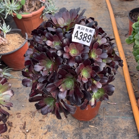 389欧紫不包断枝法师