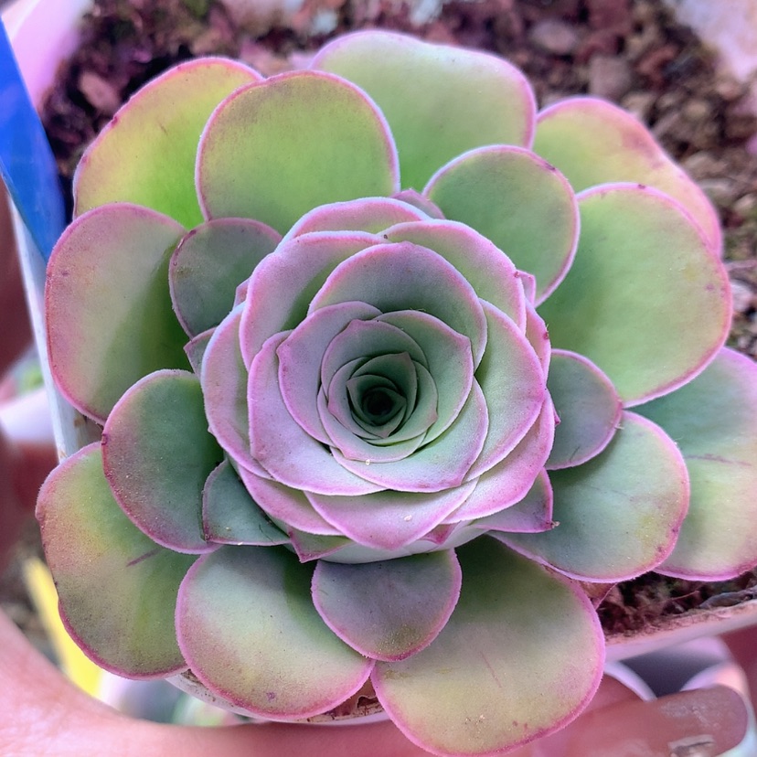 【闪购商品】混血494