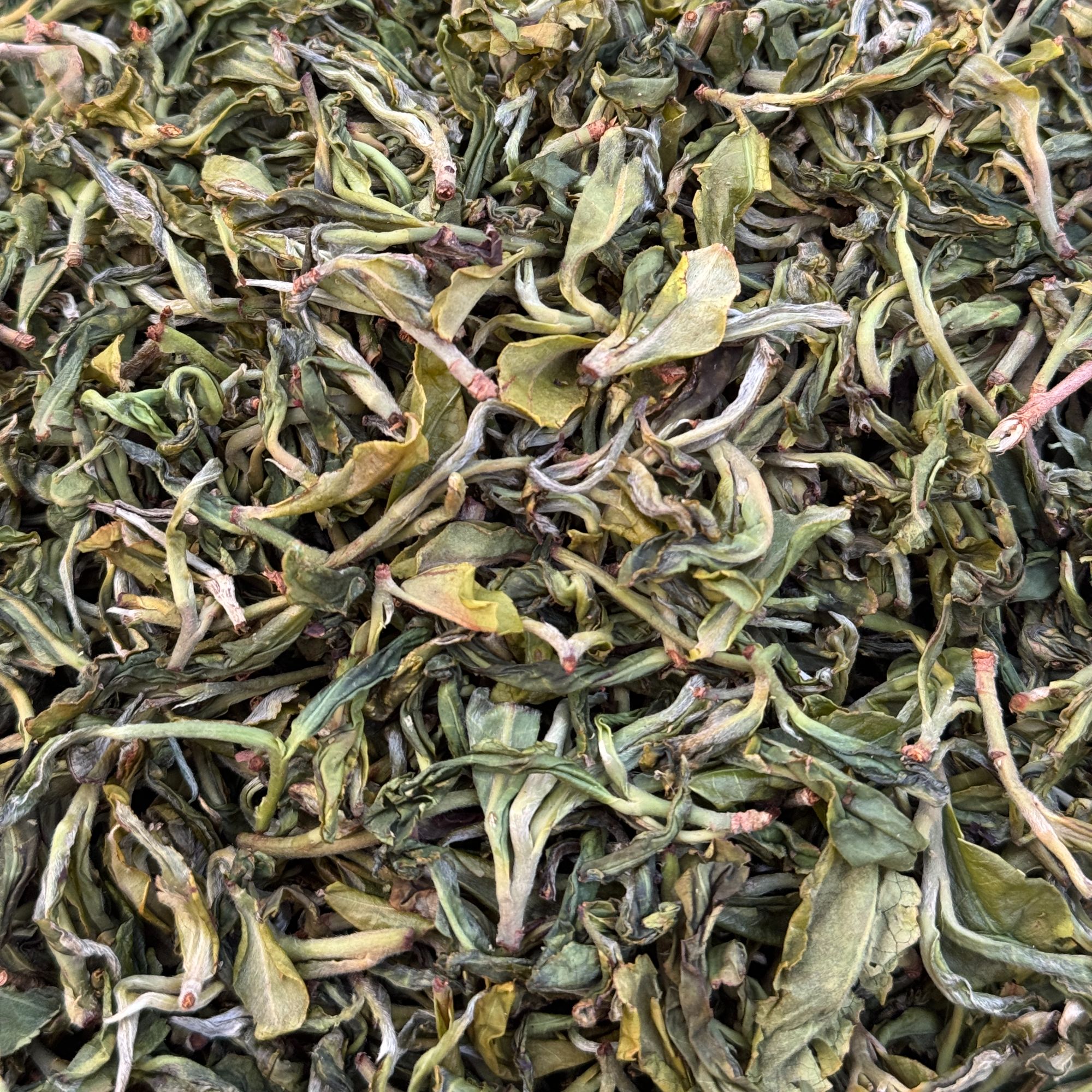 春2025年3月10日-16日  （背阴山41号）王子山高杆散茶  普洱生茶