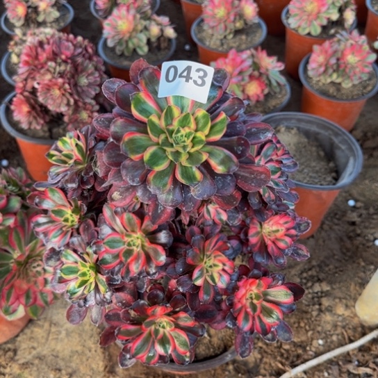 香奈儿1号棚043多肉植物