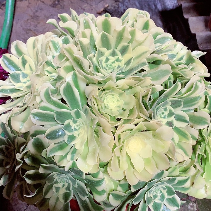 绿豆沙，多肉植物