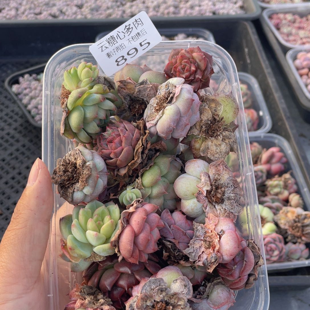 云糖心多肉植物895