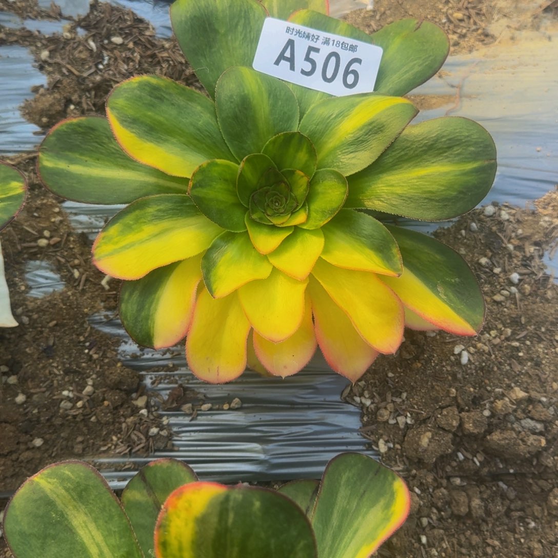 506燕姿七彩花脸多肉植物