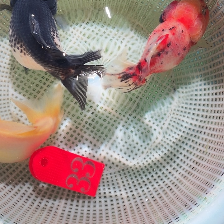 海水鱼33号尺寸8-12区间