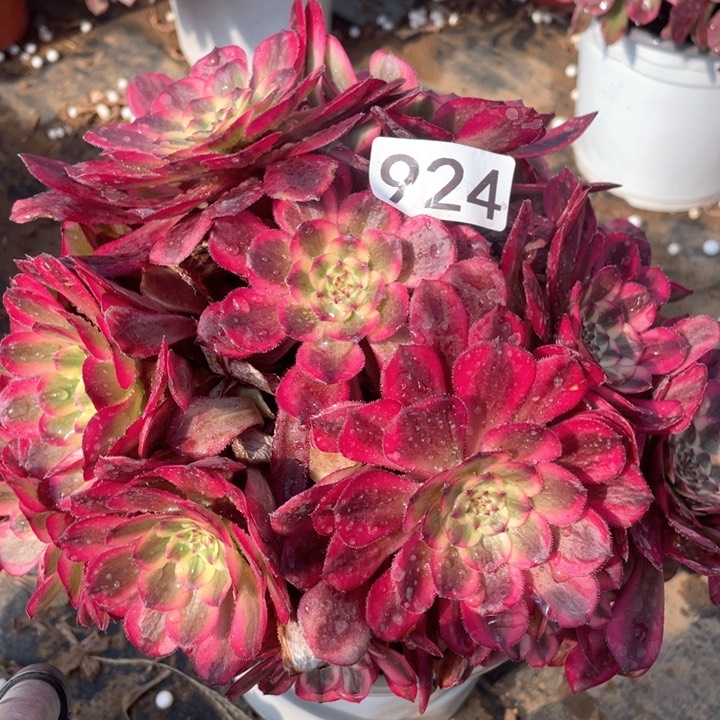 924多肉植物月蝉