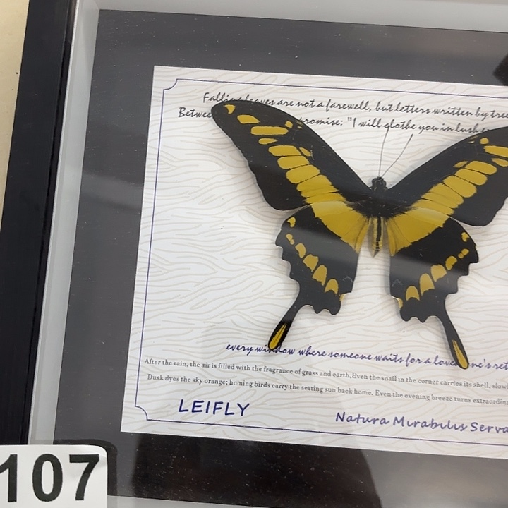 水***花蝴蝶标本定制107@