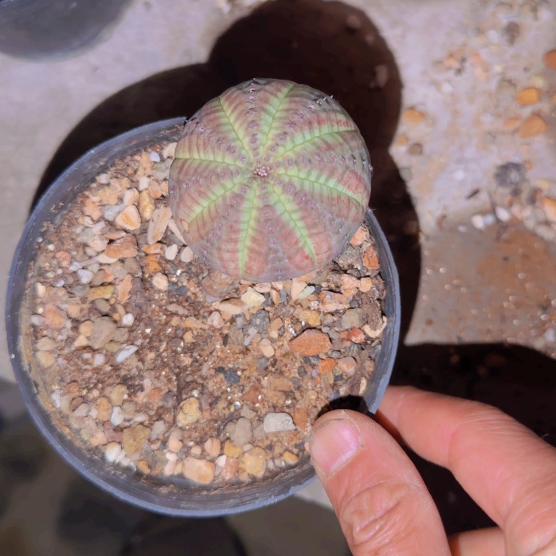 /****/块根植物块根植物