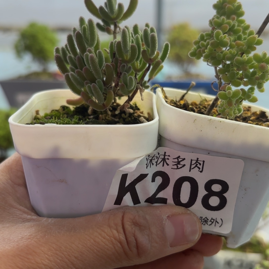 208红叶和蜜橘组合